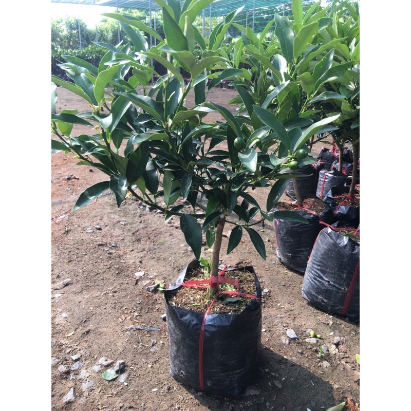 combo cà chua thân gỗ, quất ngọt, khế