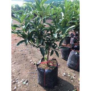 combo cà chua thân gỗ, quất ngọt, khế