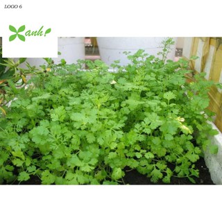 Hạt giống ngò rí (rau mùi) 20g