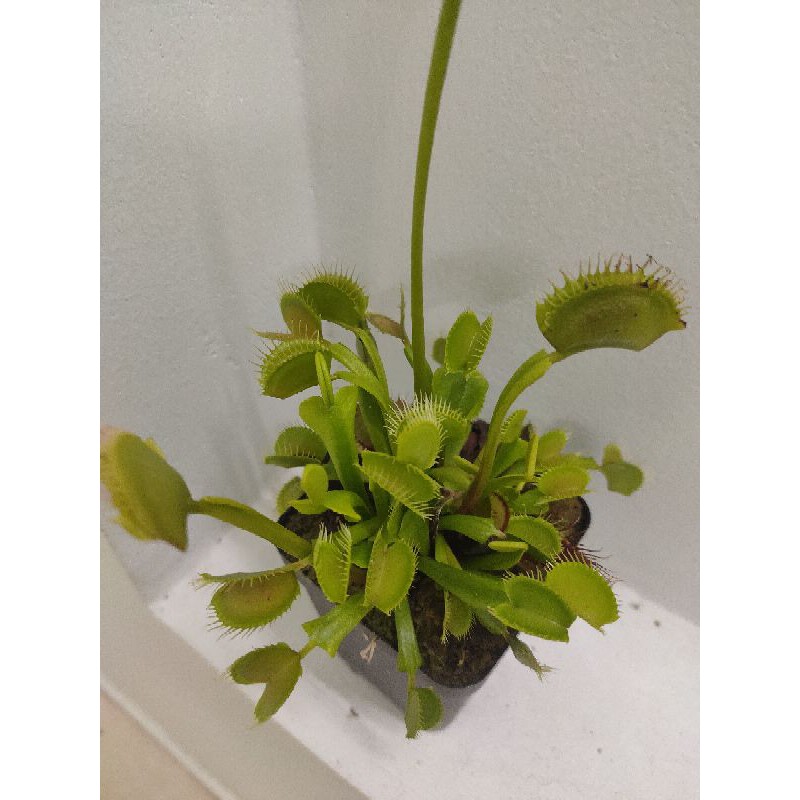 Cây Bắt Mồi - Cây Bẫy Kẹp - Venus flytrap G16 [HungGarden]