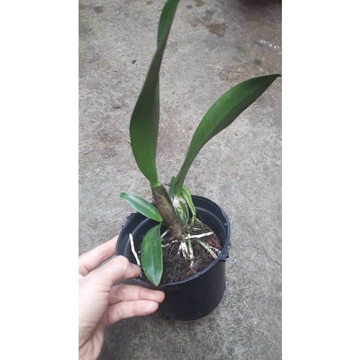 Hoa lan cattleya: Nhật nhật phát