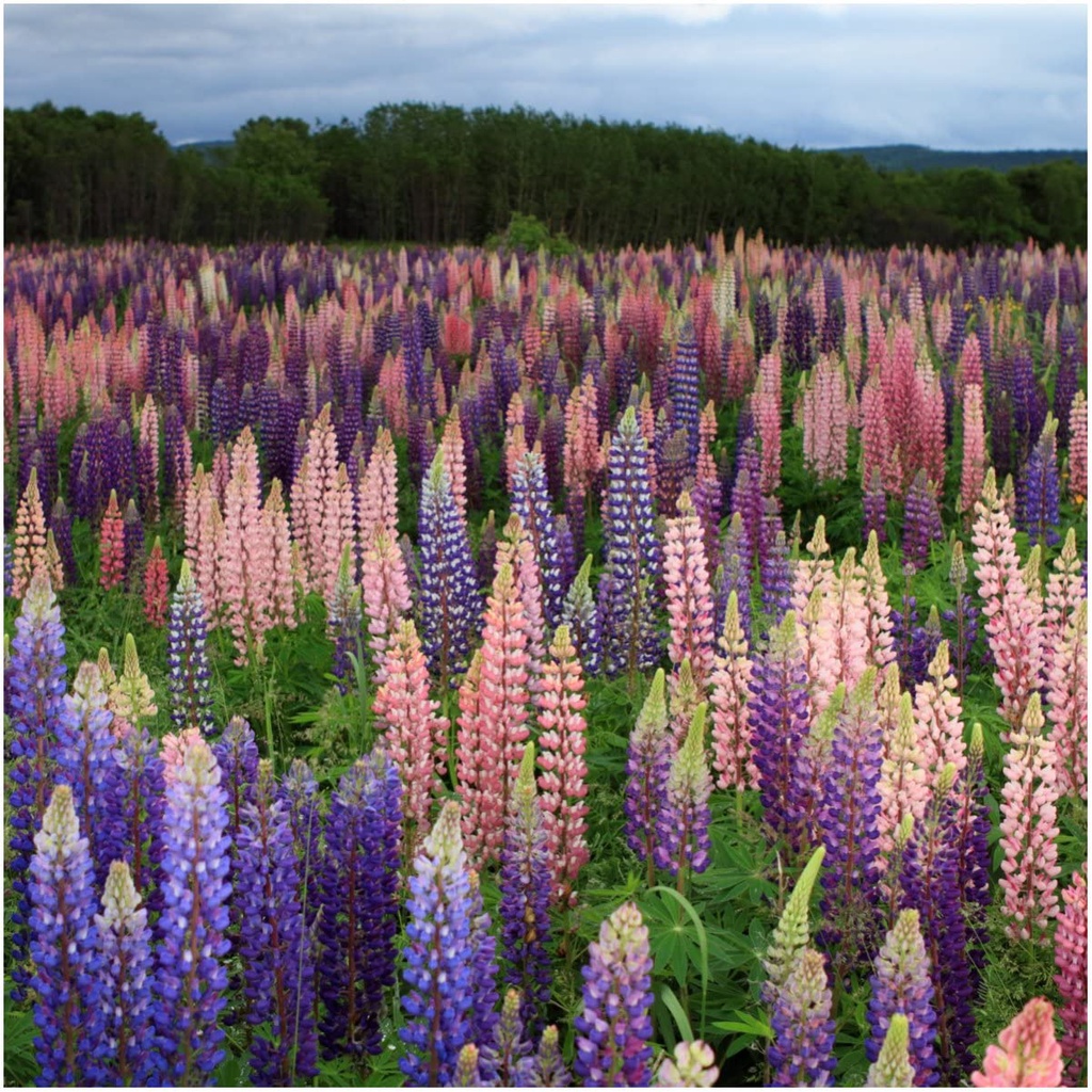 Hạt giống HOA ĐẬU LUPIN, Hỗn hợp Lupin Russell (Lupinus polyphyllus) Bộ đôi