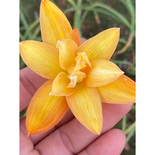 Củ hoa huệ mưa kép ngoại Yanty Chandra bảo hành đến khi nở đúng màu