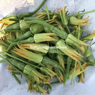 10 H - HẠT GIỐNG BÍ NỤ