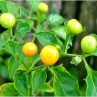 Ớt Charapita Tươi- 20 Quả 🌶(Ớt Đắt Nhất Thế Giới)
