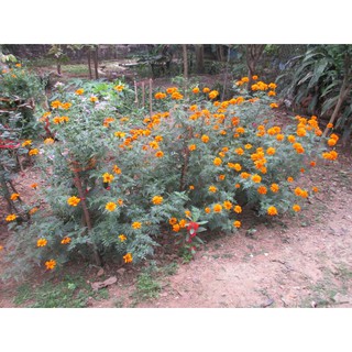 Cây giống cúc vạn thọ cao