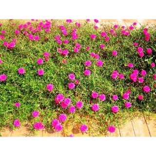 Com bo 5 cành hoa mười giờ