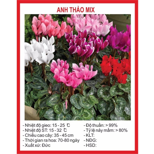 Hạt giống Hoa Anh Thảo Mix 5 Hạt