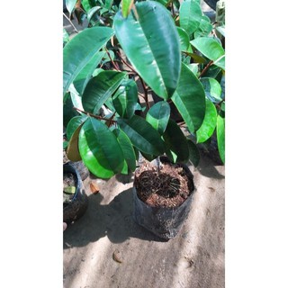 Cây giống cây Vú sữa Mica Tím cùi dày vỏ mỏng, cây cao từ 30-45cm, cây trồng trong bầu như hình.