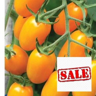 20 hạt giống cà chua nova vàng SALE