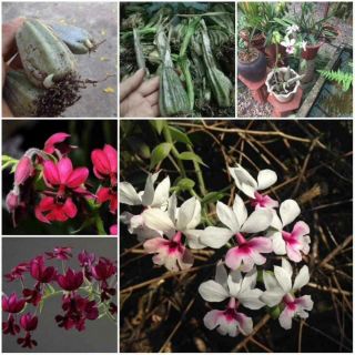 Combo 3 Củ hoa bầu rượu