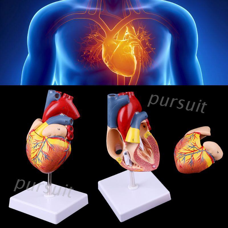 Mô Hình Trái Tim Người Giả Cho Giảng Dạy