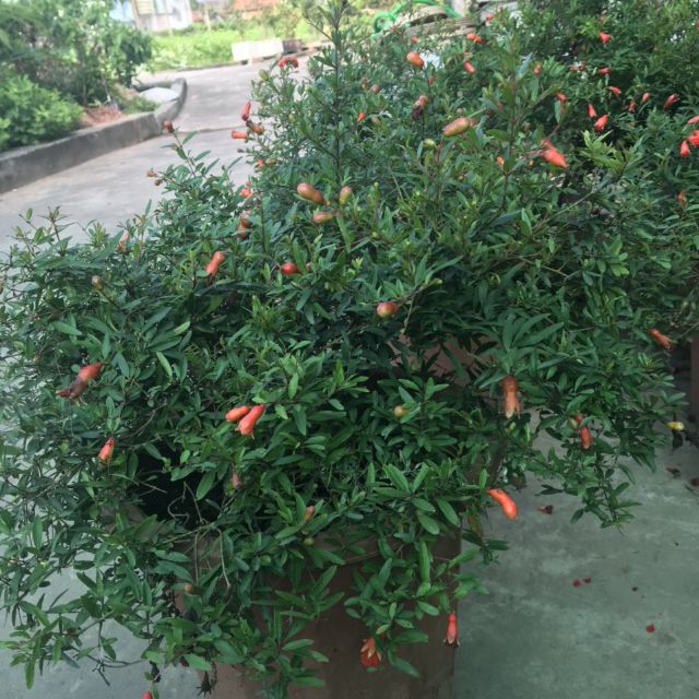 CÂY GIỐNG LỰU ĐỎ ĐANG HOA