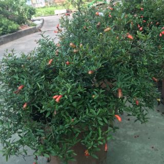 CÂY GIỐNG LỰU ĐỎ ĐANG HOA
