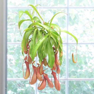 Cây Nắp Ấm Đỏ (Nepenthes Alata Pitcher Plant) độc lạ dễ trồng