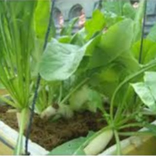 20gram HẠT GIỐNG CỦ CẢI TRẮNG