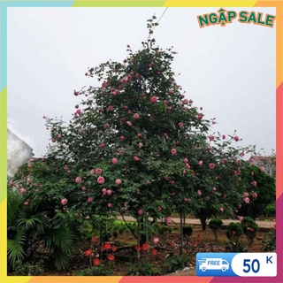 Cành chiết tree hoa hồng sapa thoát thân 60÷70 - vattucaygiong