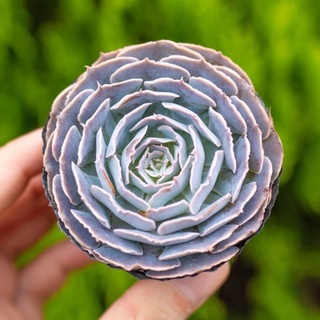 Sen đá bắp cải hàn 5-7cm