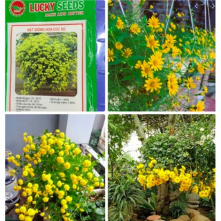 Hạt giống hoa cúc rủ gói 50 hạt