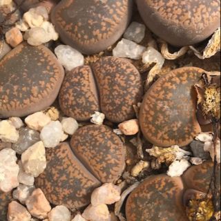 Lithops aucampiae ‘Manyading’
 Size 1cm- 1.5cm