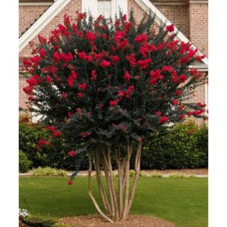 HOA TƯỜNG VI HUYẾT LONG - CỰC HIẾM - gửi đi nguyên bầu - CÂY TO KHỎE