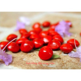 Hạt Hồng Đậu May Mắn