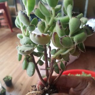 Sen đá tay gấu bụi lớn