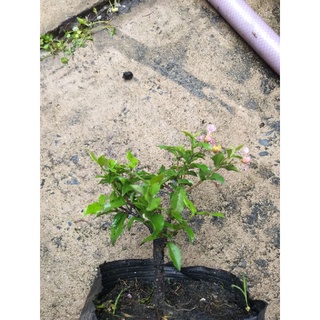 Hồng Ngọc Mai bonsai mini