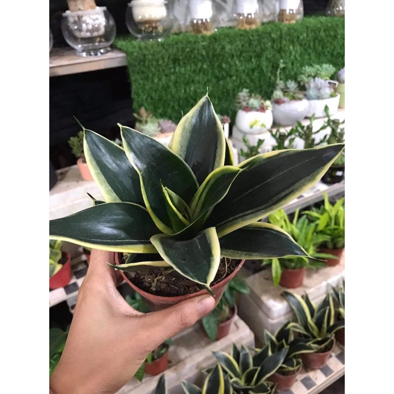 (FREESHIP)Lưỡi hổ thái, cây để bàn lọc không khí