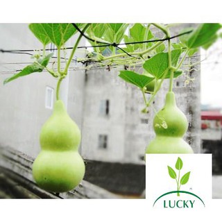 2g hạt giống bầu hồ lô thanhhuong