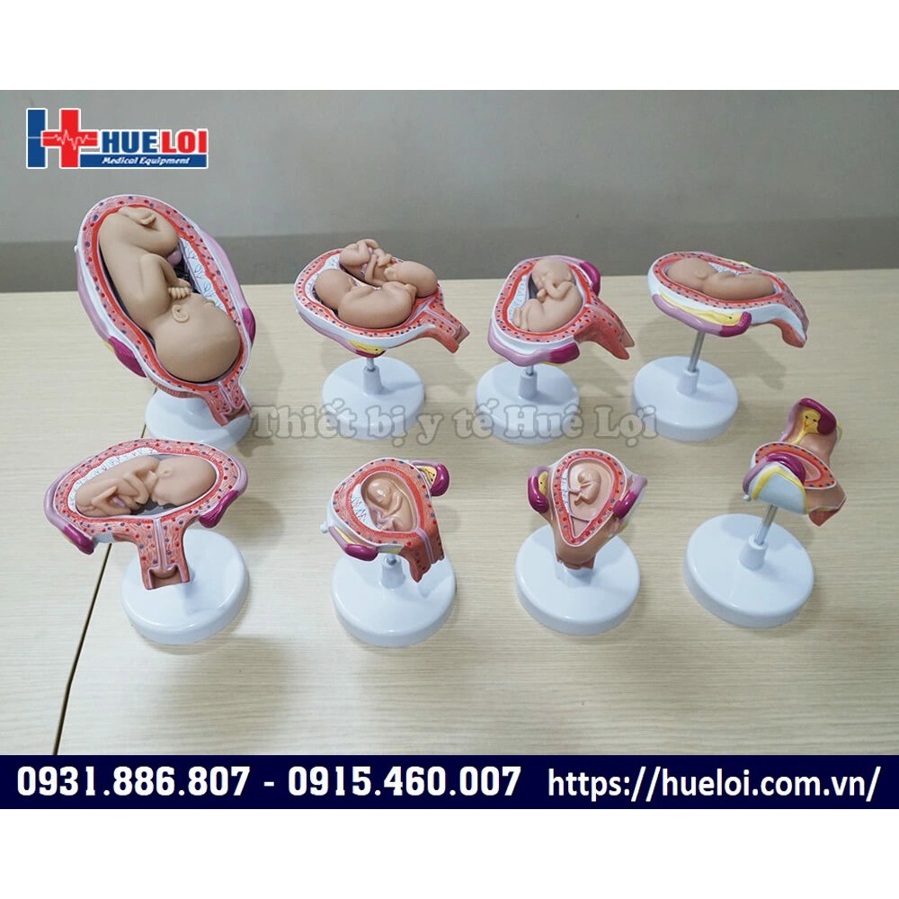 MÔ HÌNH PHÁT TRIỂN CỦA THAI NHI QUA CÁC GIAI ĐOẠN