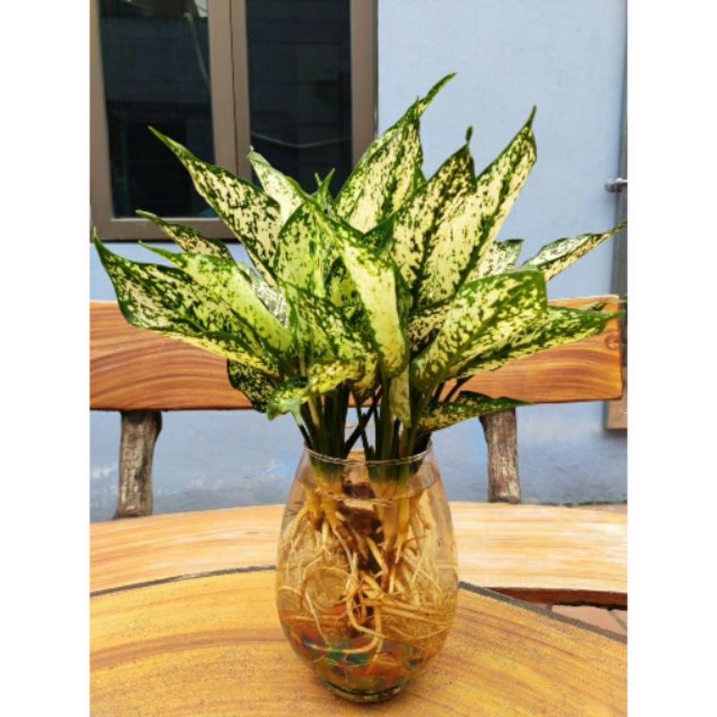 Cây Ngọc Ngân Thủy Sinh ( lớn )