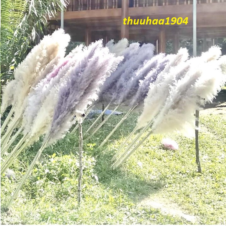 { loại lớn} Hoa trang trí cành lau decor nhà cửa, shop, lau xù màu tự nhiên 1 cành