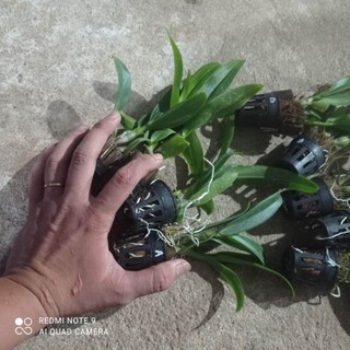lan dendro nắng ceacer red