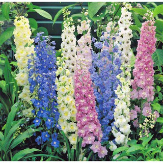 Hạt Giống Hoa Phi Yến Nhiều Màu Mix (50 hạt)