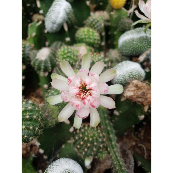 Xương rồng Lobivia Bicolor