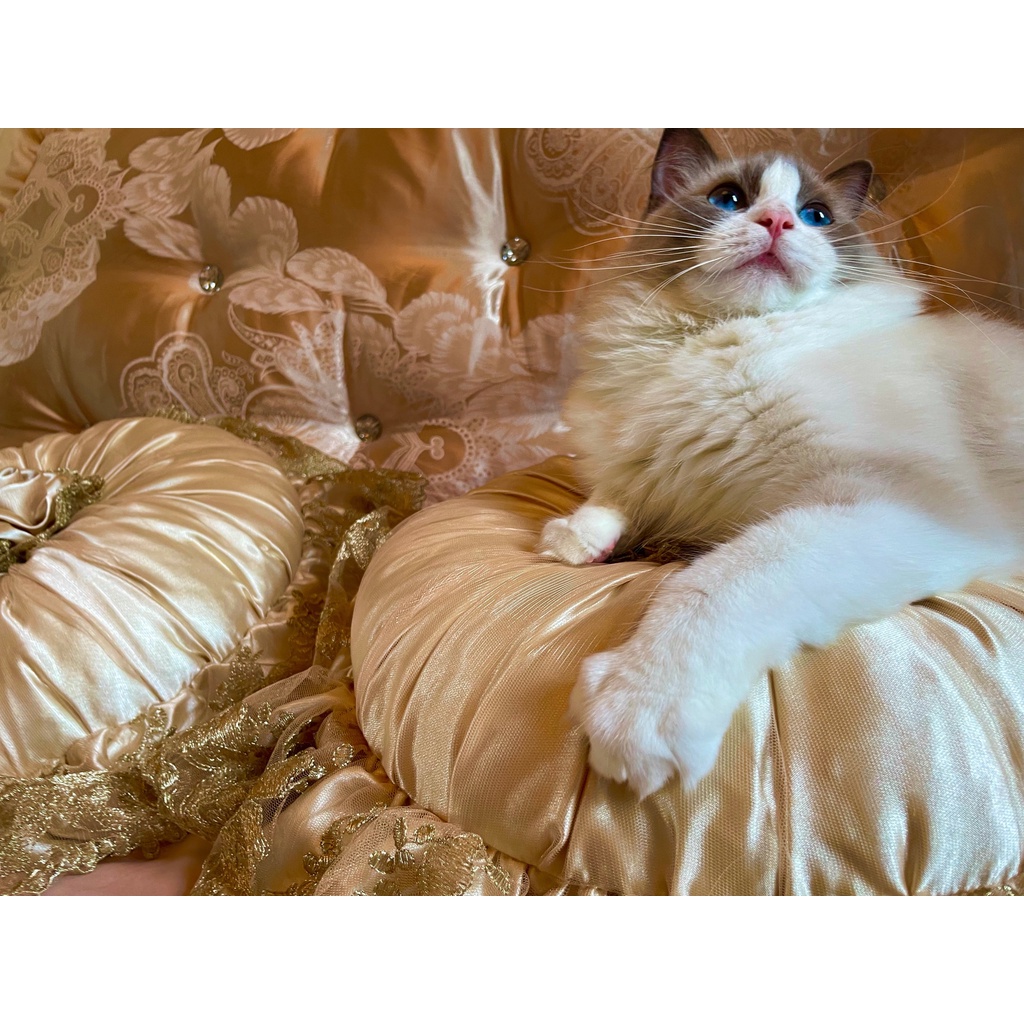 Gối tròn bí ngô màu be sofa cao cấp phong cách Châu Âu