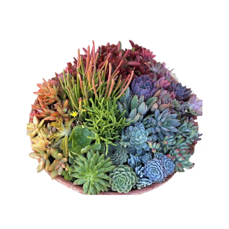 50H - hạt giống sen đá sedum mix