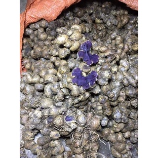 Gừng đen tươi loại 1 ( 1kg)