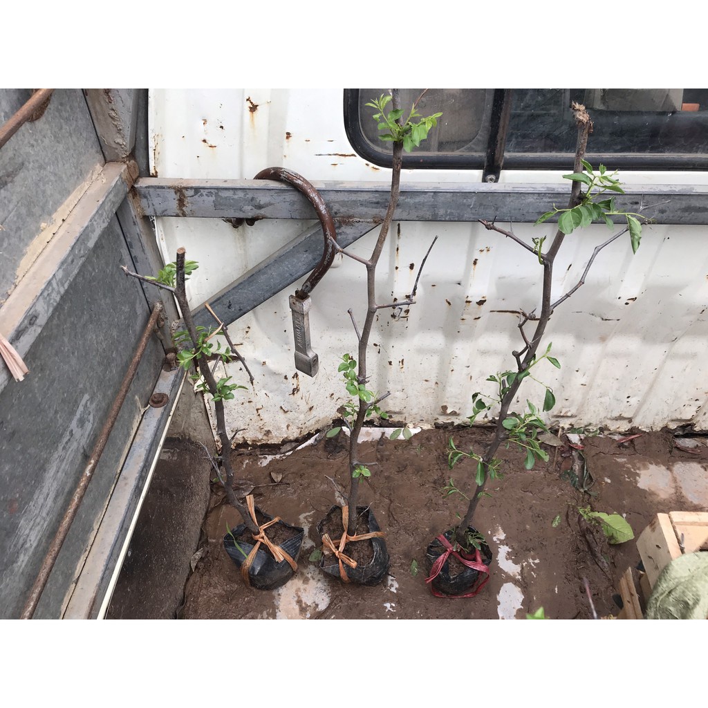 Cây giống táo đỏ tân cương