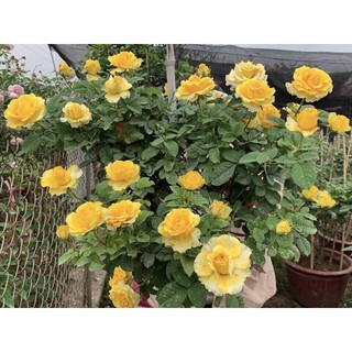 Cây hoa hồng shell shelll vàng