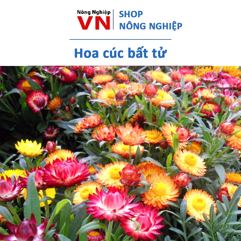 100H - Hạt giống hoa bất tử