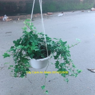 Chậu Cây Thường Xuân