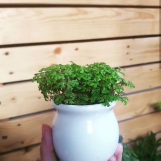 Cây cảnh văn phòng nhỏ