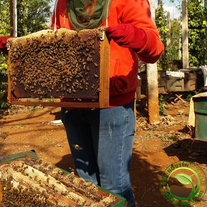 1 Lít mật ong nguyên chất hoa cà phê - Nông sản sạch Tây Nguyên - mật ong Honey - Cam kết mật ong nguyên chất - hoa cafe