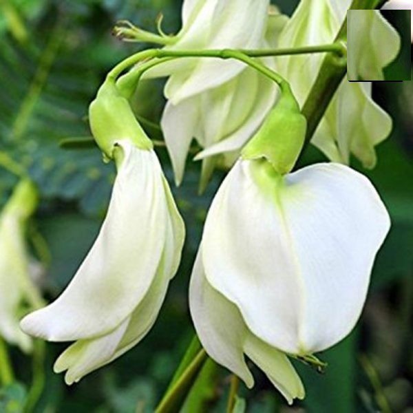 HẠT SO ĐŨA TRẮNG - GÓI 2 GRAMMS978