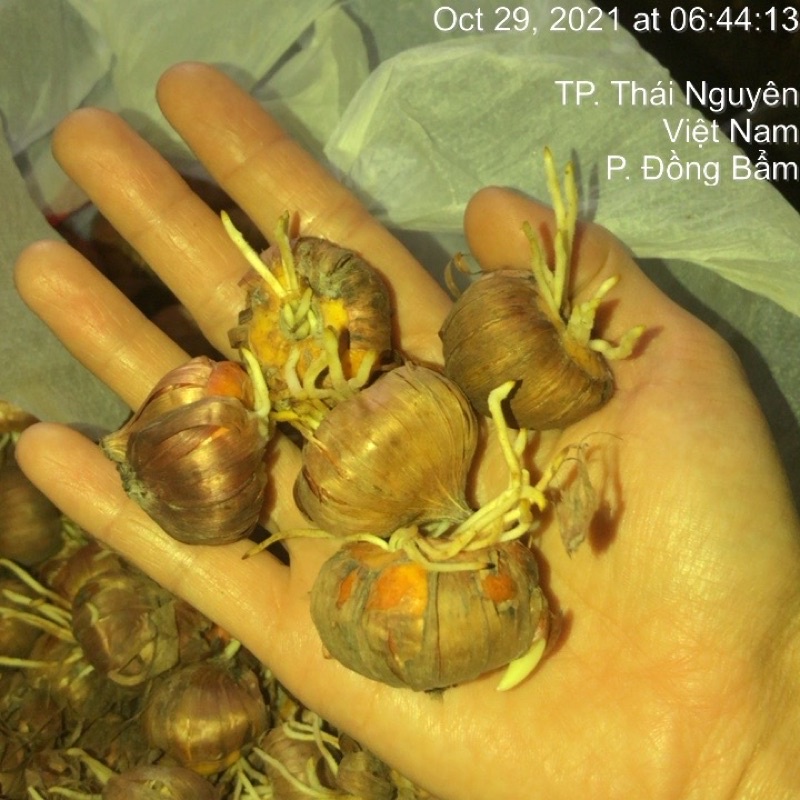 Củ hoa lay ơn  đã kích rễ kích mầm