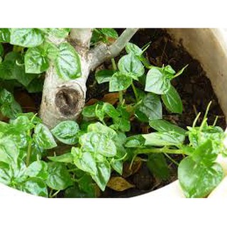 200 hạt giống rau càng cua