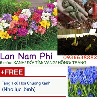 Combo 6 Củ giống Lan Nam Phi (6 màu: xanh/ đỏ/ tím/ vàng/ hồng/ trắng)