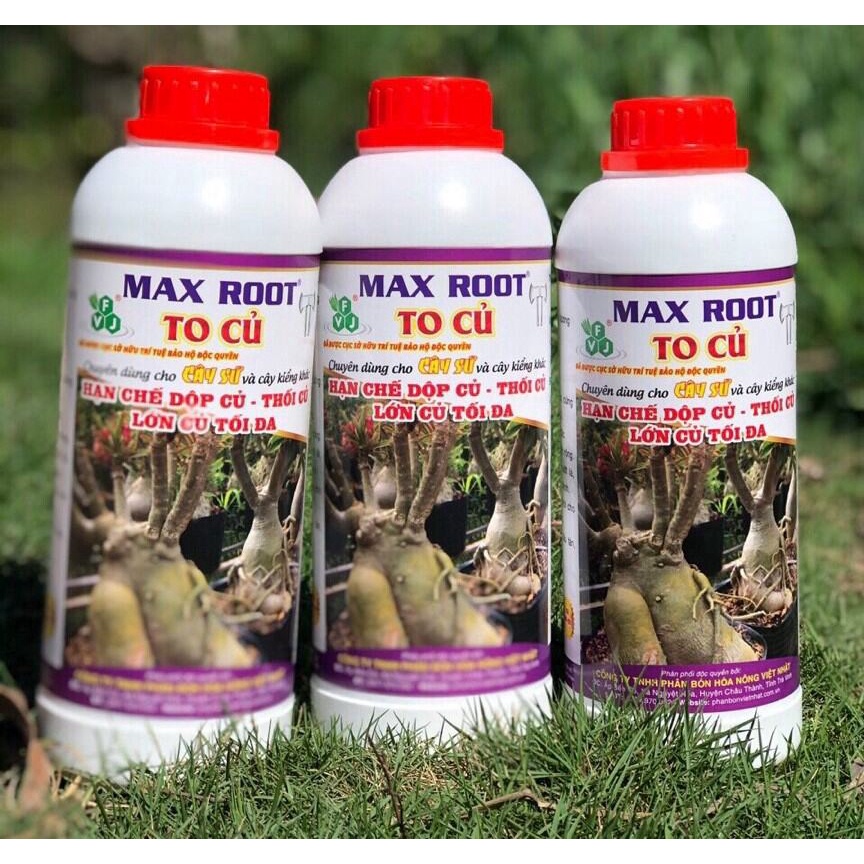 MAX ROOT - TO CỦ SỨ